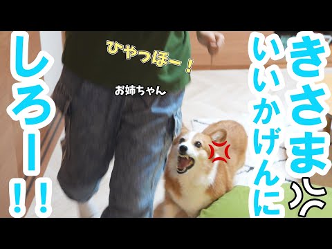 中学生お姉ちゃんの様子がおかしくなったので全力で止めに行くコーギー犬