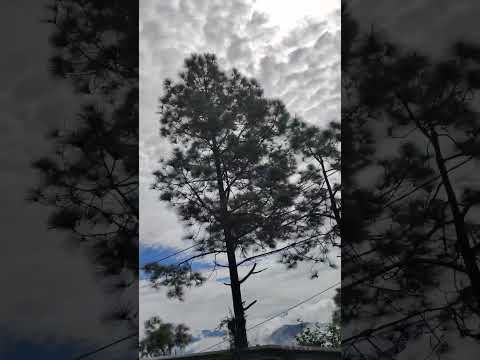 #Uttarakhand #travelvlog #nature #shorts