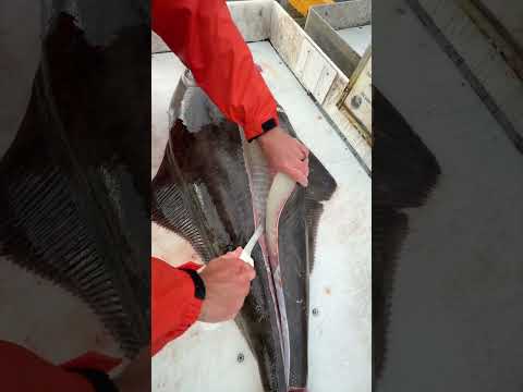 Giant halibut fillet! 7in sofgrip fillet knife video thumbnail