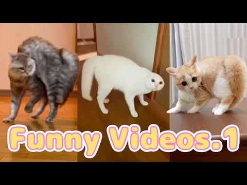 猫の動画サムネイル - 【総集編】やんのかネッコ🐱🐈｜PECO