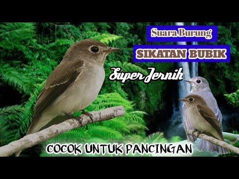 Suara Burung Sikatan Bubik.!! Super Jernih. Cocok Sekali Untuk PANCINGAN.