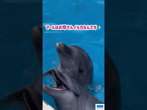 猫の動画サムネイル - バンドウイルカのマール🐬