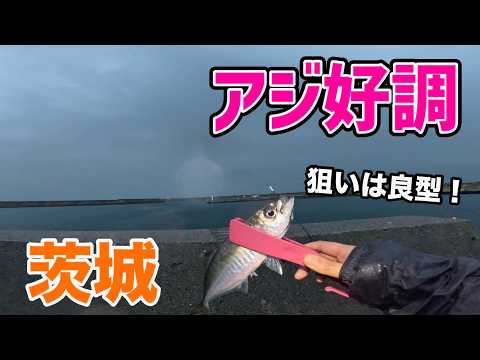 茨城 漁港で良型アジ狙いで釣りしてみたら絶好調でした!