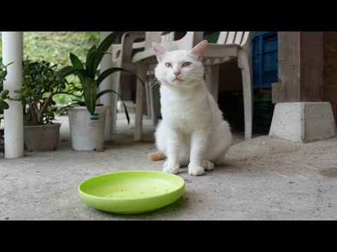 野良猫にちゅーると猫缶をあげる様子をお楽しみください サムネイル