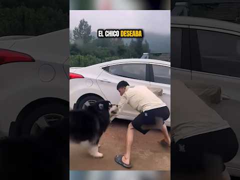 El dueño intentó todo, pero el perro lo venció ??