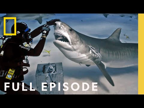 Shark Superpower (Full Episode) | National Geographic