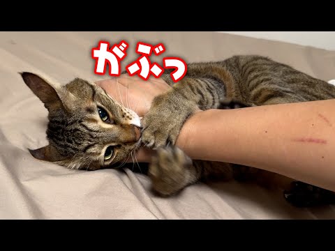 喧嘩を止めようとしただけなのに、、、