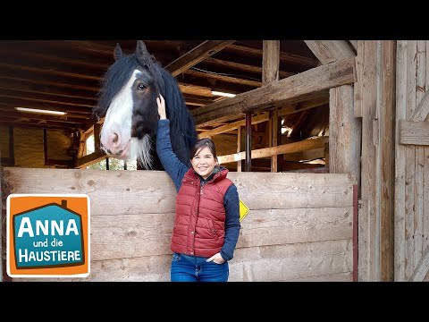 Shire Horse | Information für Kinder | Anna und die Haustiere