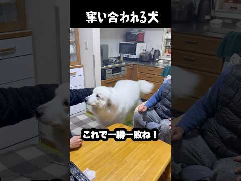 家族にモテモテすぎる愛犬 #greatpyrenees #癒し #大型犬のいる生活 #大型犬と暮らす #大型犬 #グレートピレニーズ #犬のいる生活 #愛犬 #可愛い