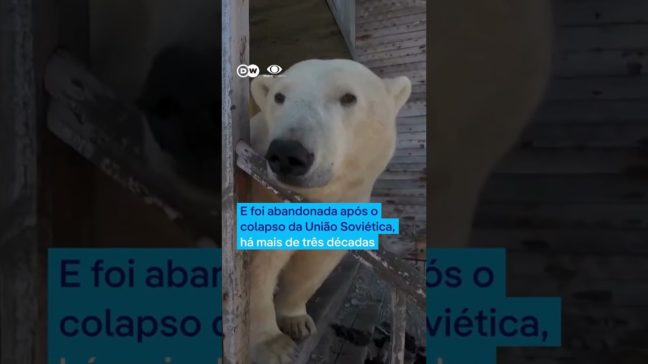 Ursos ocupam estação  de pesquisa soviética