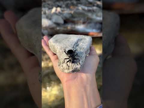 Beauty truly lies in the simplest of things #wildlife #beetle #nature