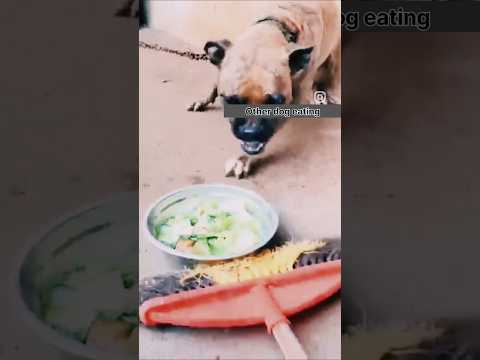 Other dog vs my dog eating#shorts #shortsfeed #shortvideo #youtubeshorts #ytshorts #trending