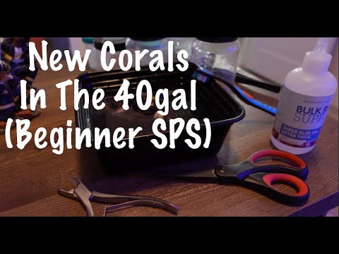 New Beginner Corals (SPS) 2 Dip From A Fellow Hobb Check out the new corals in the 40gal.

Get 10% off for your new Aquarium Cover/Lid from Kraken Reef