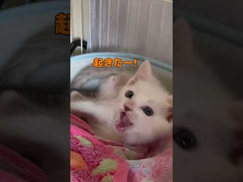 目が覚めたばかりで寝ぼけてる赤ちゃん猫が可愛い
