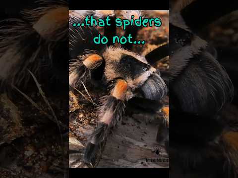 How Spiders Move: The Science of Spider Mobility