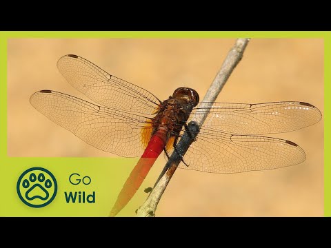 Sky Hunters, The World of the Dragonfly - The Secrets of Nature - UCVGTgXC1P--xM480Z6DqyAg