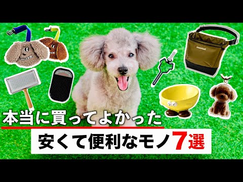 🐶親バカ飼い主が愛犬のために最近買って良かった安くて便利なもの７選