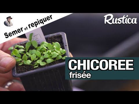 Chicorée frisée : la semer et repiquer au chaud pour en avoir plus tôt