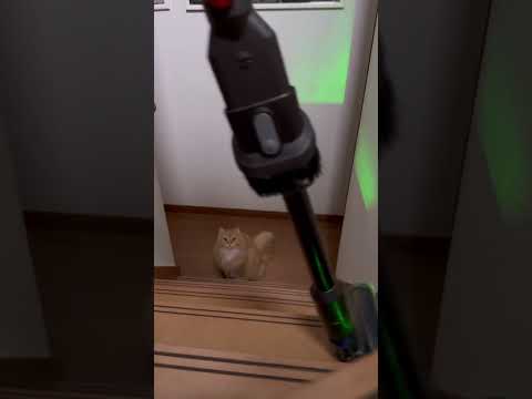 どこでもついてくる。(猫の目に直接光が入らないように配慮しています) #ねこのいる生活 #猫のいる暮らし #cat