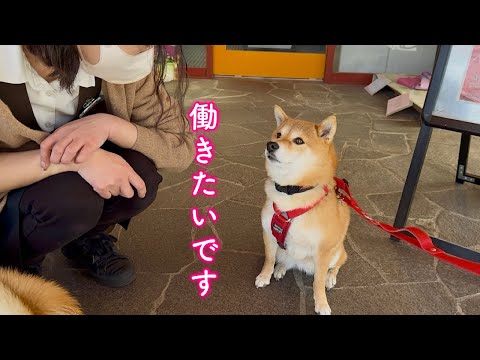 犬の動画サムネイル - 看板犬になりたくて突然バイトの面接に臨む柴犬が可愛い