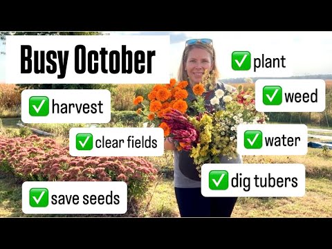 October’s Flower Farm List is Long : Zone 5 : cut flower farm side hustle
