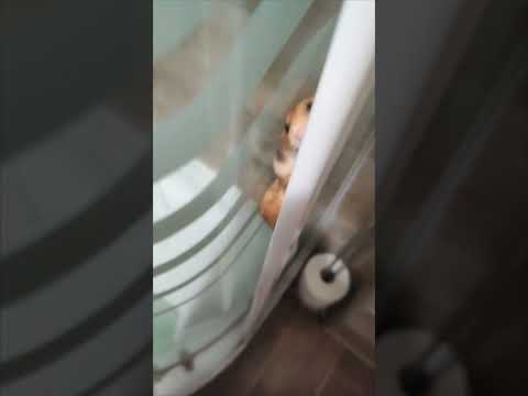 Hamster Climbs Up Between Glass Shower Doors And Gets Stuck