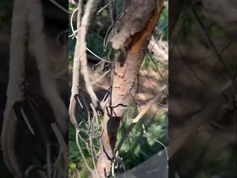 Wolf, bear, or cougar kill #subscribe #calfelk #cougar #bear #wolf #nature #idaho #pnw #shorts #sub