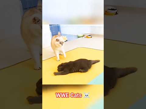 WWE Cats ☠️ #cats #catlovers #funnycat #cat #catwrestling