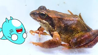 動画サムネイル