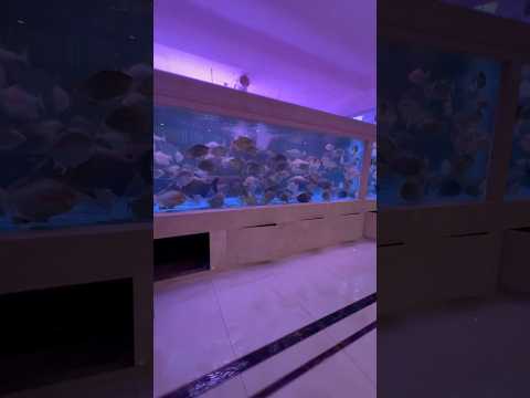 Giant fish tank in Beijing #aquariumfish #aquarium 