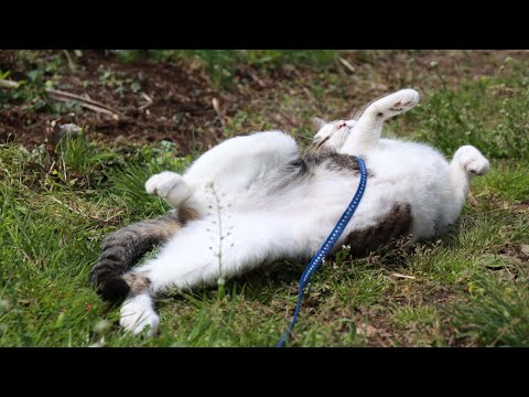 猫の動画サムネイル - さばじろうころんころん　250524