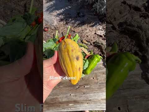 Get back Spot! See what we got! #gardening #harvest