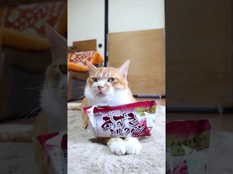 猫の動画サムネイル - あずきミルクパン　250704　#のせ猫　 #cat #cute #猫のいる暮らし #ネコ #cutecat #kitten #ねこ　 #kitty