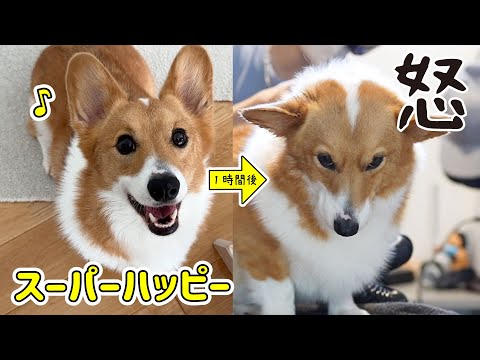 【天国から地獄】パパのお盆休みでスーパーご機嫌→1時間後、静かにキレるコーギー