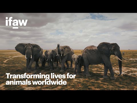 Transforming lives for animals worldwide
