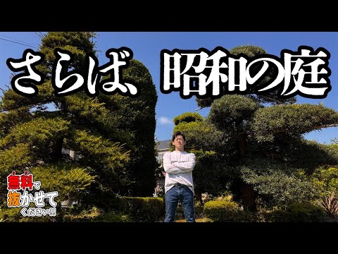 【松と槙の根】50年物の松とマキを抜いたらどうなる【タダ抜き】【Japanese Pine】