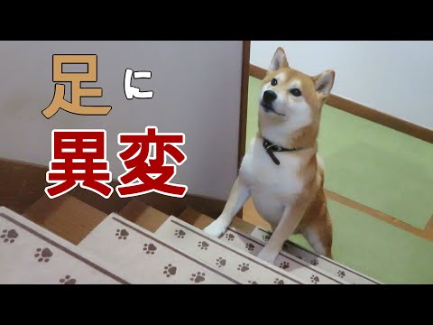 まめ田ちゃめ助の最新動画 Youtubeランキング