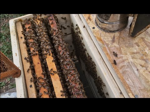 Дали бджоли меду, аж ноги посиніли)