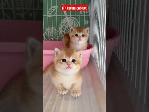 kucing lucu#cat #viral #kitten #cute #funny #video #shrots #youtube #fyp #cats #kucing #cutecat #art