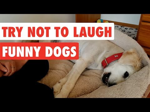 Try Not To Laugh | Funny Dog Video Compilation 2017 - UCPIvT-zcQl2H0vabdXJGcpg
