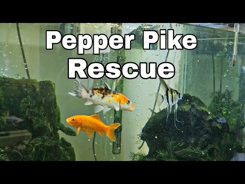Pepper Pike Rescue with Reaper and Jimm Reaper and Jimm pickup 7 fish, 2 Tanks and  all the extras.

❤️ If you find my content helpful, 