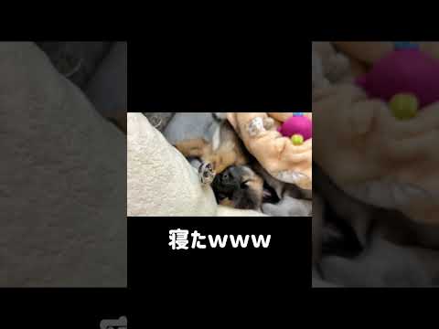 遊びすぎて一瞬で寝落ちする子犬が可愛すぎる #保護犬 #野犬の子犬 #子犬 #shorts