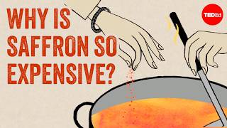 Thumbnail for the video "Red gold: The world's most expensive spice - Carolyn Beans" from TED-Ed