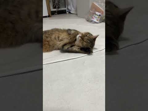 猫の動画サムネイル - 意味わからん猫の毛繕いの定義　#shorts