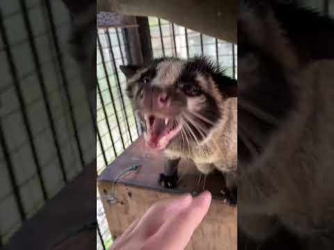 ハクビシンと飼育員の遊びを楽しもう！動物園の微笑ましい瞬間 サムネイル