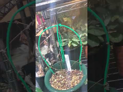 我が家での葉水のやり方