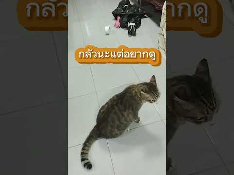 #ทิกเกอร์กลัวไปนอนไป😂😅🧟👻👻