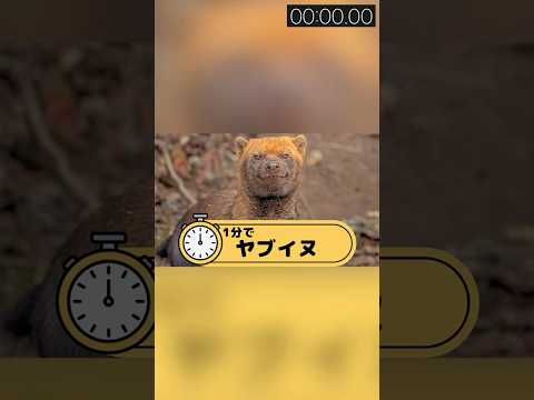 1分でヤブイヌ #shorts