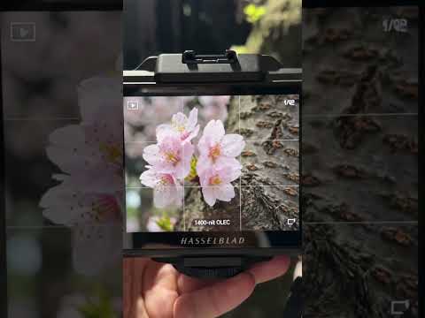 Every Blossom, Revealed | Hasselblad XZD II 100C #hasselblad #mediumformat # #hasselbladmaster #emp