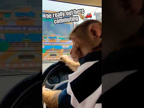 Backseat POV: Rush Hour Gone Bananas 🐒🚗